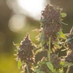 Black Runtz Strain