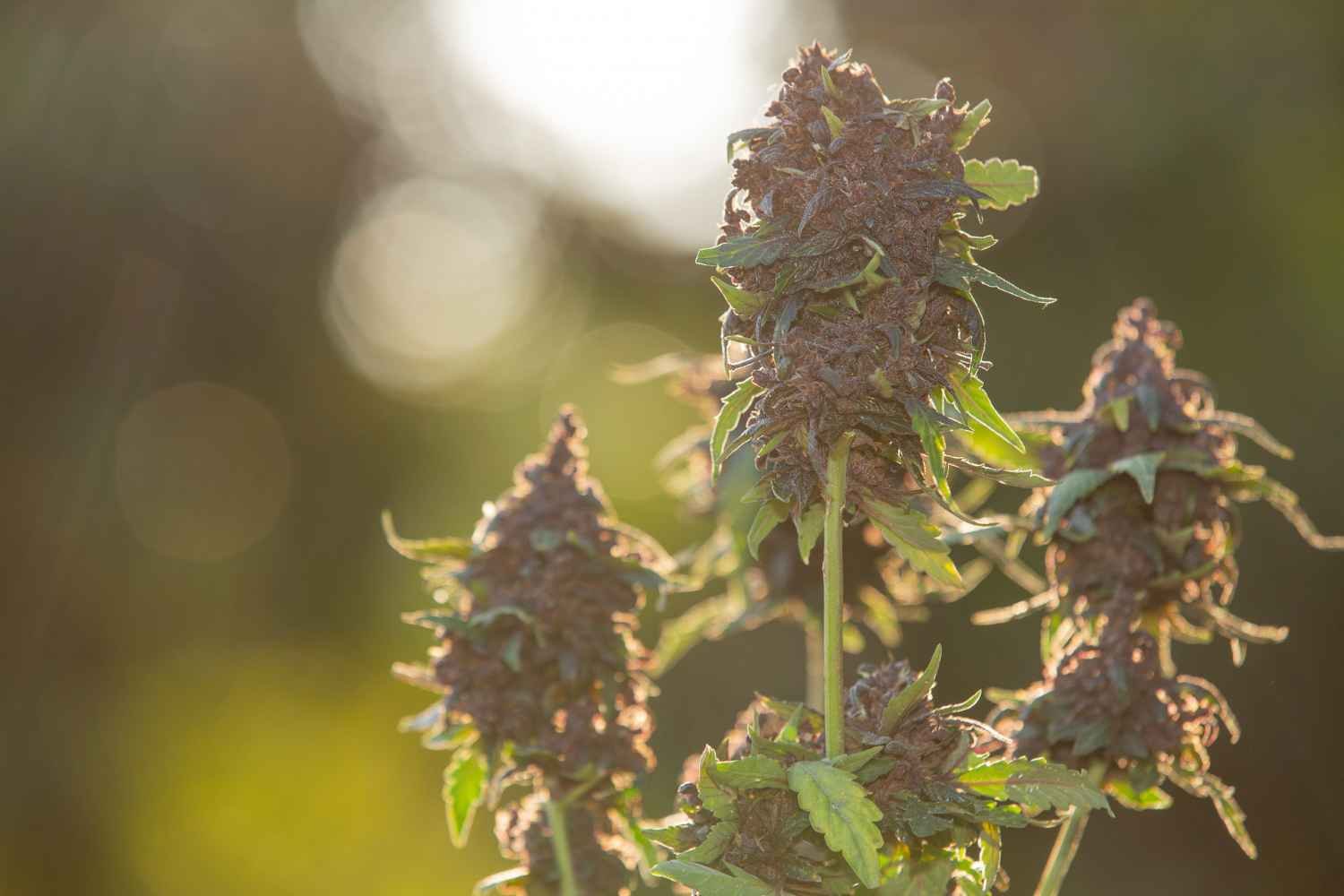 Black Runtz Strain