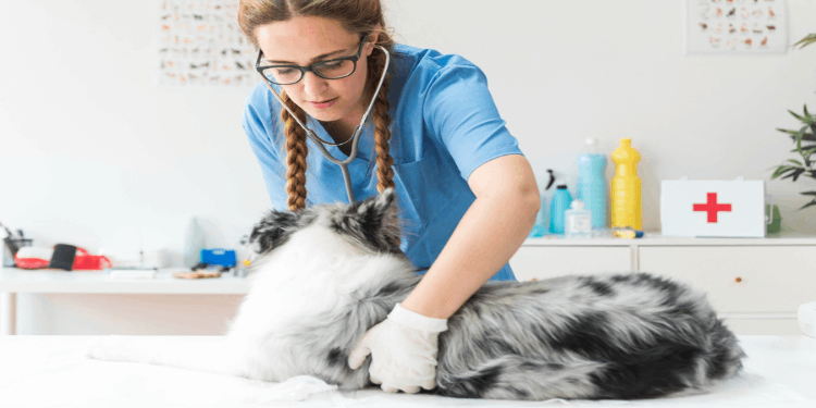 Dog First Aid Kit