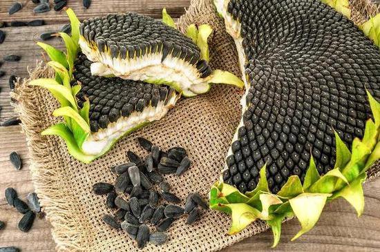 Why Sunflower Seeds Can Assist You Live Longer